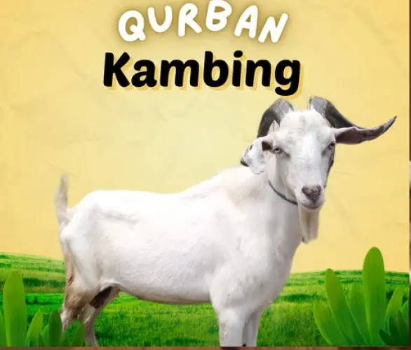 Kurban - Qurban Kambing  jombang