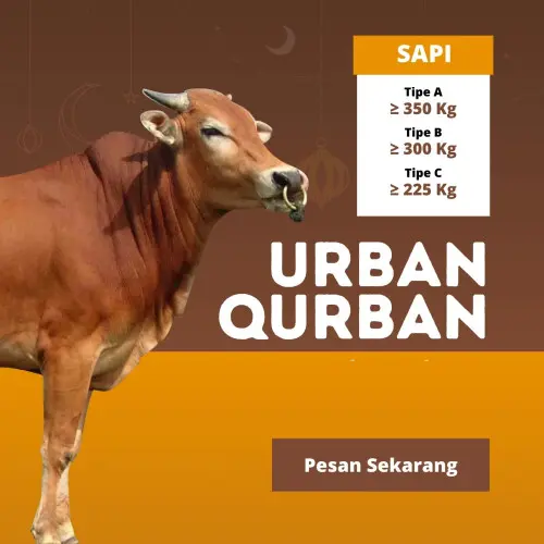 Kurban - Qurban Sapi  jombang